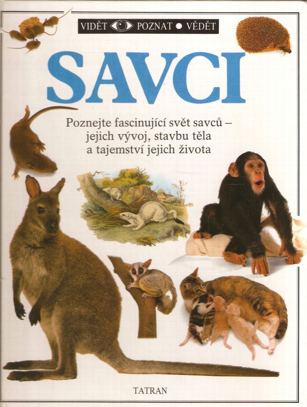 Savci