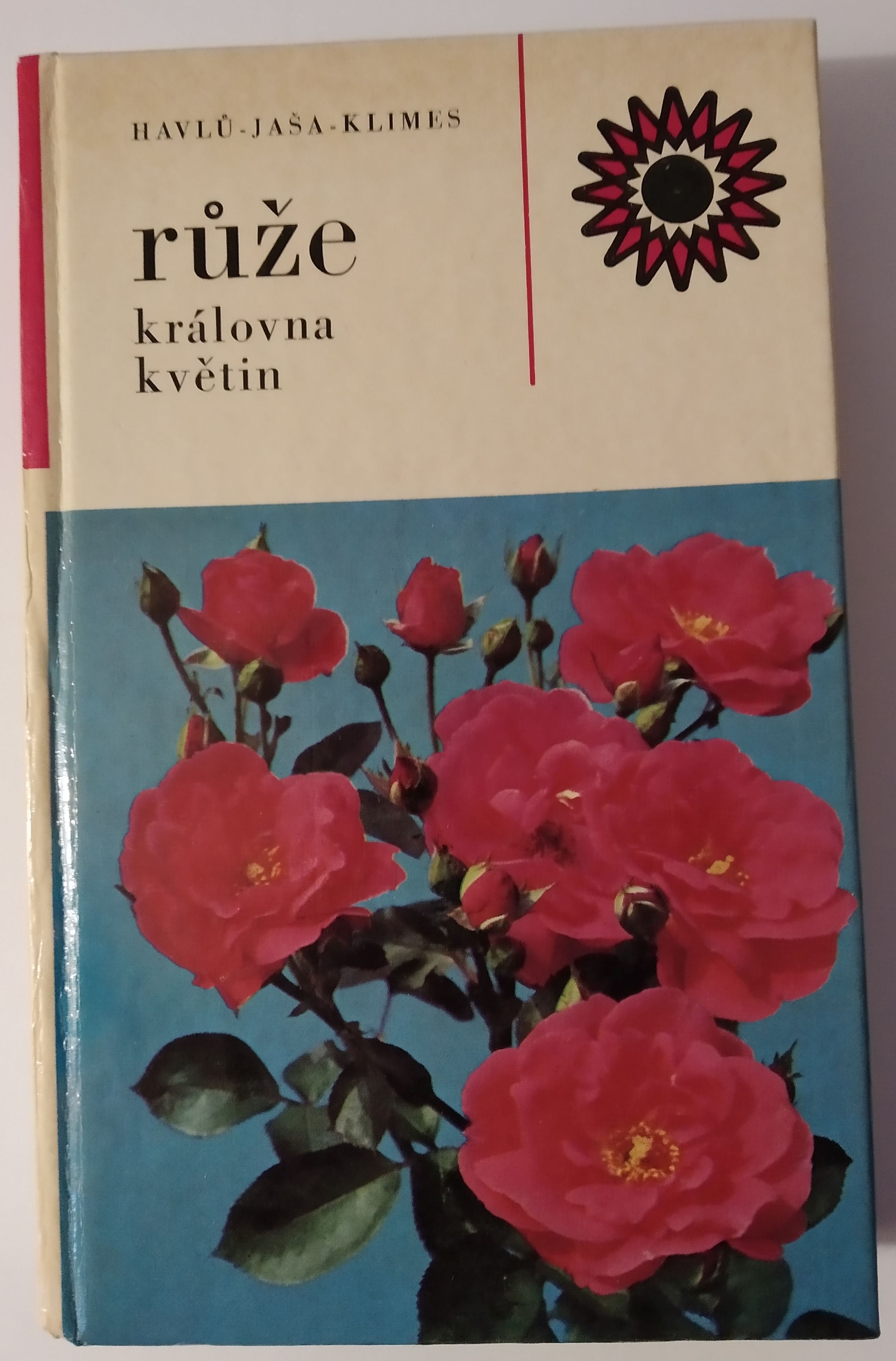 Růže královna květin