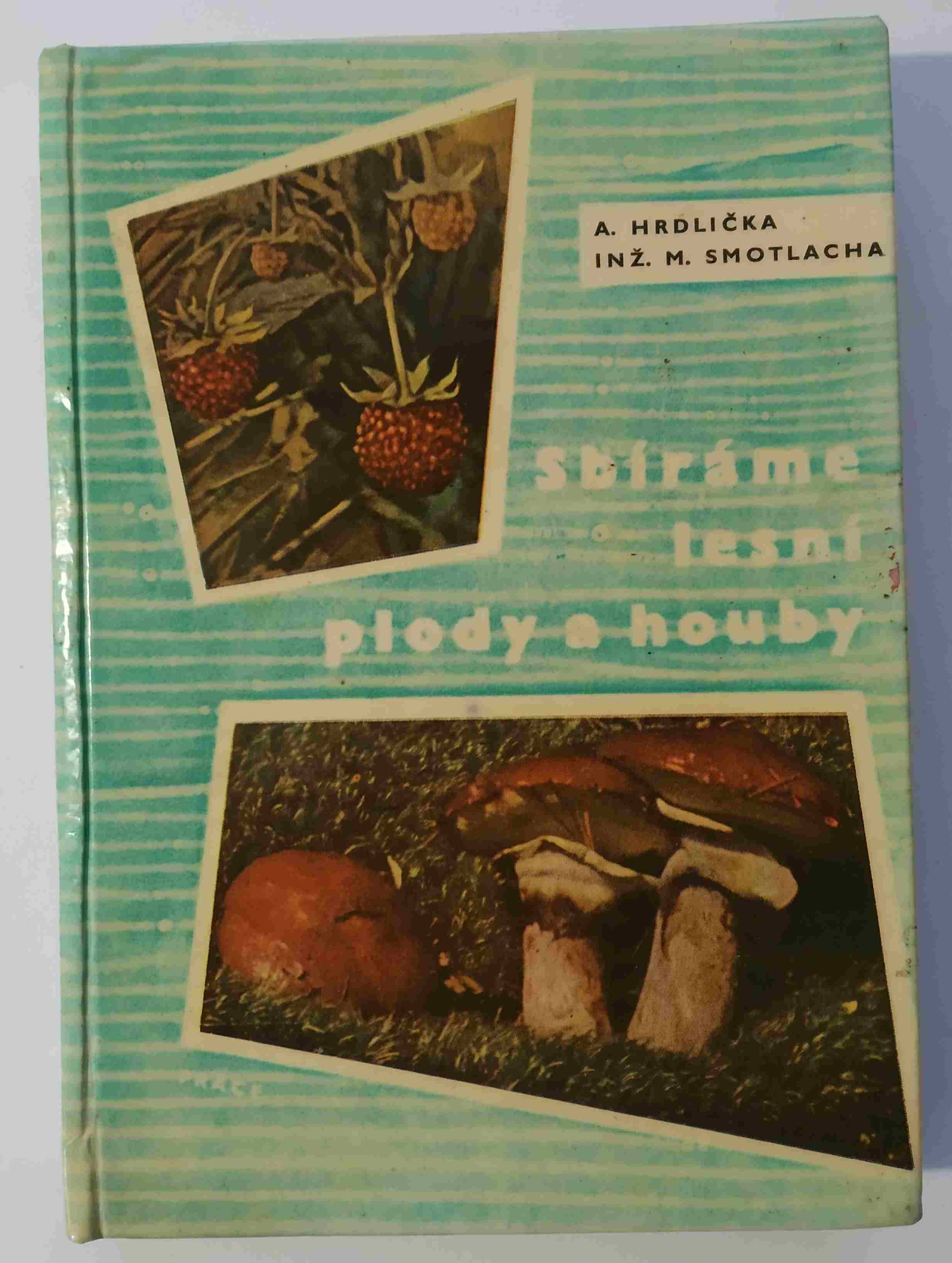 Sbíráme lesní plody a houby
