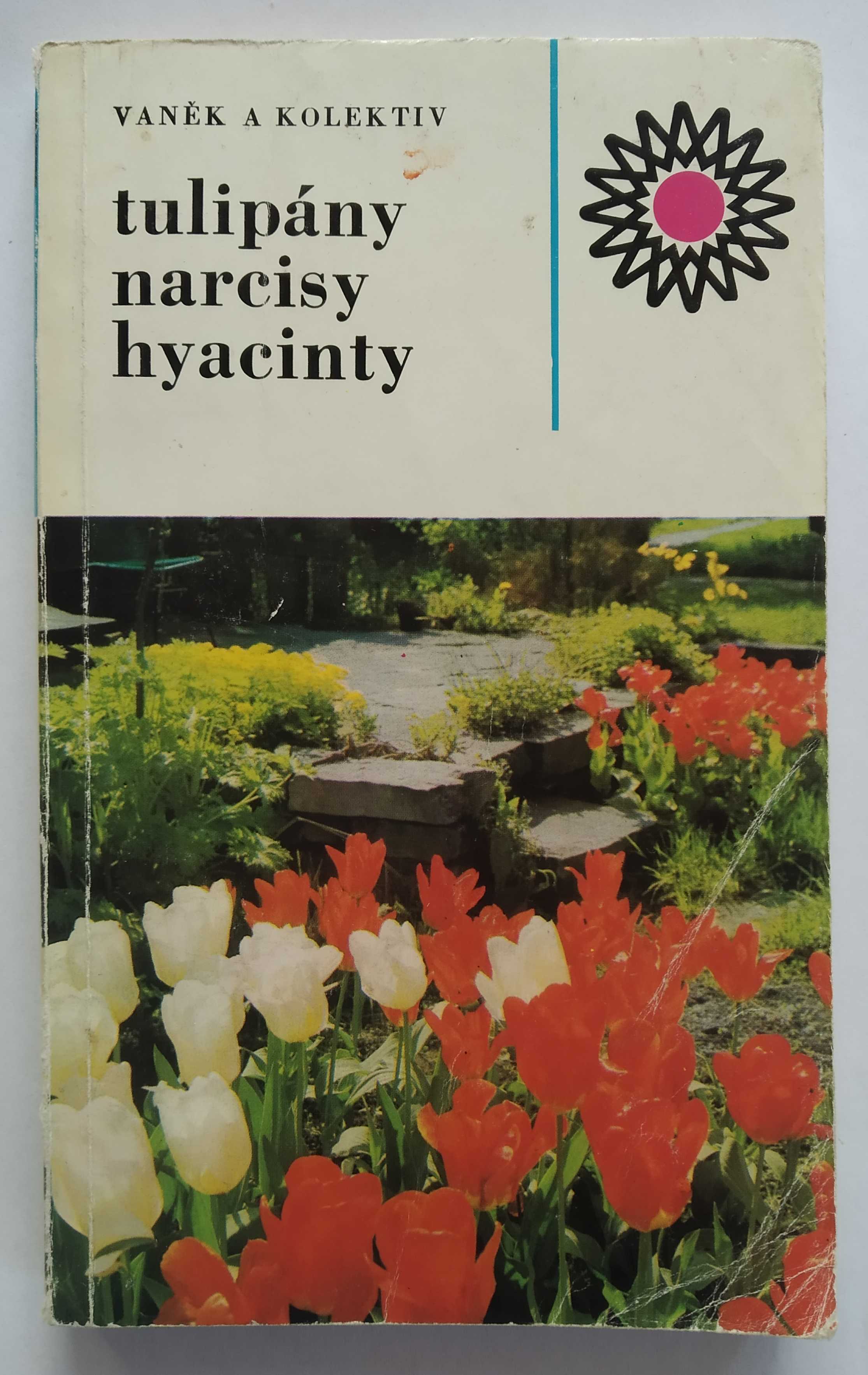 Tulipány - narcisy - hyacinty
